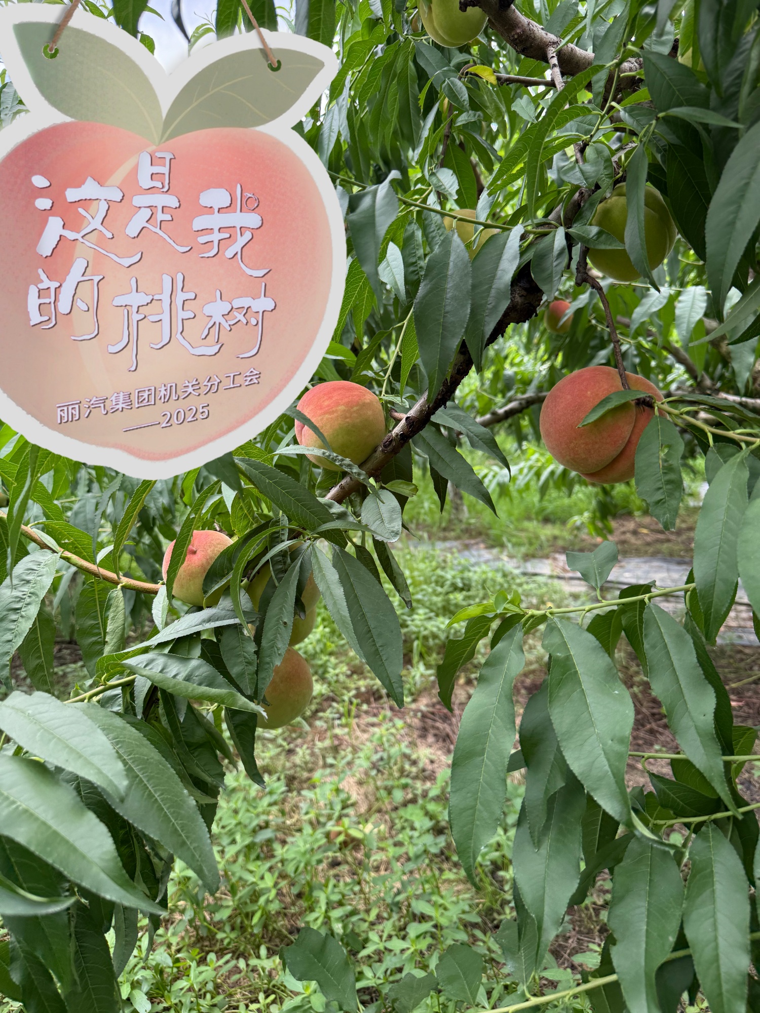 微信圖片_20250714094642.jpg
